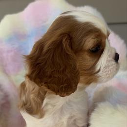 Ocean Blue - Blenheim male Cavalier King Charles Spaniel puppy in Ridgeville, South Carolina from Misty Meadow Cavaliers