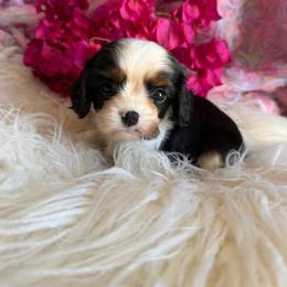 Chester - Tri-color male Cavalier King Charles Spaniel puppy in Encinitas, California from Seaside Cavaliers