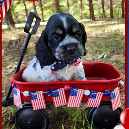 Channing - Blue roan and tan male Cocker Spaniel puppy in Tecumseh, Oklahoma from Gambill's Cocker Spaniel Cuties