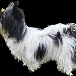 Dore - Yorkshire Terrier