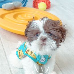 Shih Tzu Puppies from Arizona Sunrise Shih Tzus