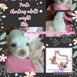ChaRité - Parti female Yorkshire Terrier puppy in Humble, Texas from Marnax Yorkshire Babies