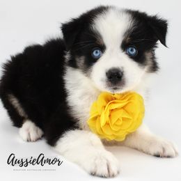 Black Tri Female with full tail - Black tri female Miniature Australian Shepherd puppy in Pinehurst, Texas from Aussie Amor