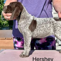 Girl 2 - German Shorthaired Pointer puppy in Walford, Iowa from Wild Rose GSP's