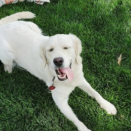 Nellie - Golden Retriever