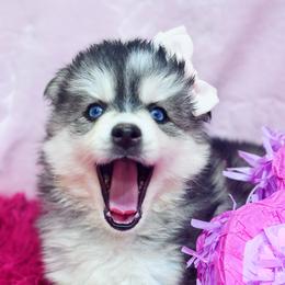 Cinderella - Pomsky puppy from Elle Pomsky
