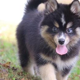 Thunder - Black and white male Pomsky puppy in Junction City, Ohio from JC Pups