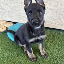 Yellow - Bi-color male German Shepherd puppy in Buckeue, Arizona from Légende Vivante Du Chief Kennel