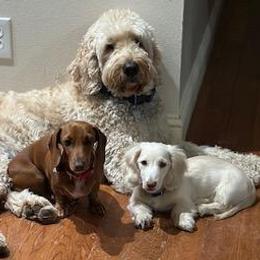 Dachshunds from RK Doxies