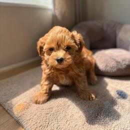 Ruby - Red female Yorkipoo puppy in Oakland, Kentucky from Imperial Dogs