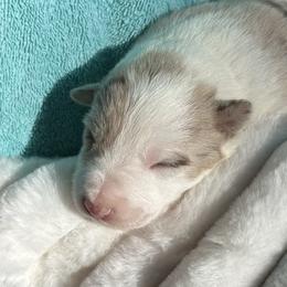Stella - Sable merle female Border Collie puppy in Henagar, Alabama from Ridge Kap Border Collies