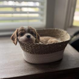 Cavalier King Charles Spaniel Puppies from SHANNON'S CAVALIERS