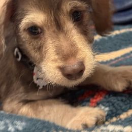 Charlie - Chocolate and tan male Dachshund puppy in Hutchinson, Kansas from Dappled Danes