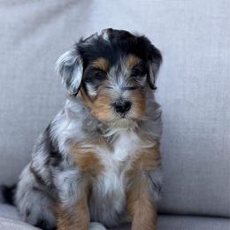 Sally - female Australian Mountain Doodle puppy in Decatur, Illinois from Signature Doodles