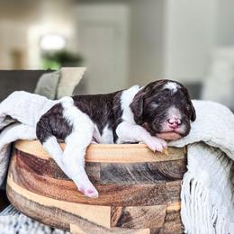 Nebo - Parti male Poodle puppy in Gaylord, Michigan from Dog Mom Co. Poodles
