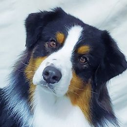 "Tahoe" - Australian Shepherd