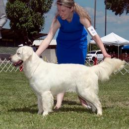 Cottoncandy - Golden Retriever