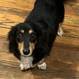 Chloe - Black and tan female Dachshund puppy in Sharon Springs, New York from Show Us The Way Homestead