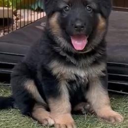 German Shepherd Puppies from AB_Elite_GSD