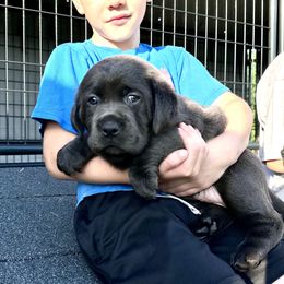 Dilute Retriever and Labrador Retriever Puppies from The Sugar & Spice Ranch Labrador Retrievers