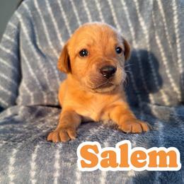 Salem - Yellow male Labrador Retriever puppy in Lucasville, Ohio from Backwoods Labradors