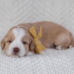 Spud - Caramel male Australian Labradoodle puppy in Belding, Michigan from Rutu Australian Labradoodles