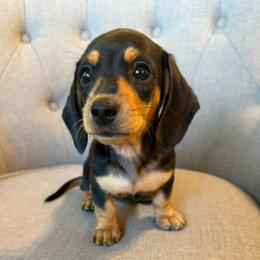 Dora - Black and cream female Dachshund puppy in Fort Gibson, Oklahoma from Cooper’s Dachshunds