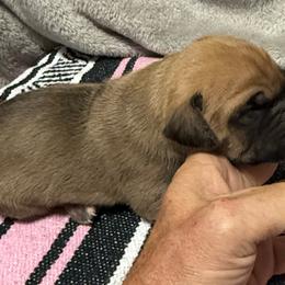 Boy 2 - Fawn male Great Dane puppy in Indianola, Iowa from Bull West Kennels