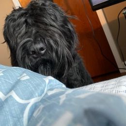 Black Russian Terriers from Denise's Black Russian Terriers