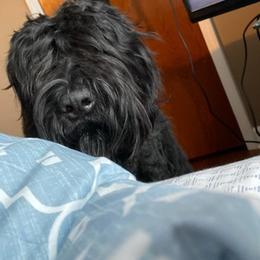 Black Russian Terriers from Denise's Black Russian Terriers