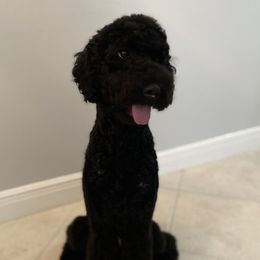 Maggie - Goldendoodle