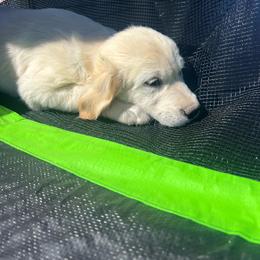 Violet - Light golden female Golden Retriever puppy in Concho, Arizona from Red Sky Ranch