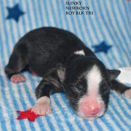 Slinky - Black tri male Miniature Australian Shepherd puppy in Patterson, North Carolina from DreamLine Aussies