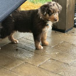 Australian Shepherd Puppies from Annie's Aussies