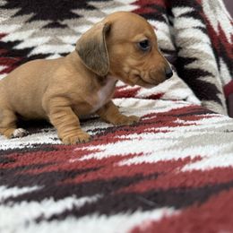 Girl Neon Collar - Red female Dachshund puppy in Warsaw, Ohio from Mohawk Creek Dachshunds