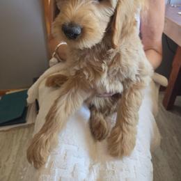 Thursday - Apricot male Goldendoodle puppy in Goldenvalley, Arizona from Sunshine Doodles