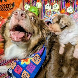 Australian Shepherd Puppies from Firelight Australian Shepherds