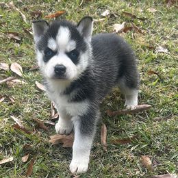 Natilda - Black and white female Siberian Husky puppy in Summerville, South Carolina from Carolina Husky Lodge