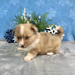 Frosty- Fluffy coat - Fawn merle male American Corgi puppy in Waskom, Texas from Piney Woods Corgis