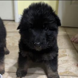 German Shepherd Puppies from Brooks High Quality Breeders