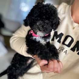 Jelly - Black female Poodle puppy in Quakertown, Pennsylvania from Miniature Poodle Stud and Pups