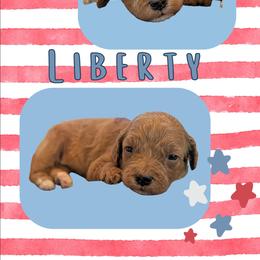 Liberty - Apricot female Goldendoodle puppy in Coarsegold, California from Hobbit Hollow Acres