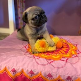 Pug Puppies from Briggs Family Pugs