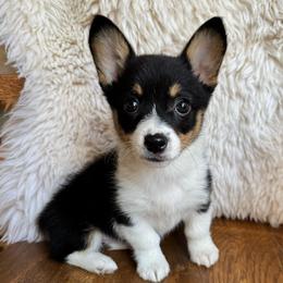 Peach - Black and tan female Pembroke Welsh Corgi puppy in Lake City, Minnesota from Lake Pepin Corgi's