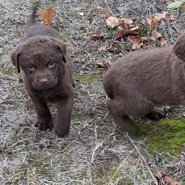 Pink - Brown female Chesapeake Bay Retriever puppy in Michigan from Blackwood Chesapeakes