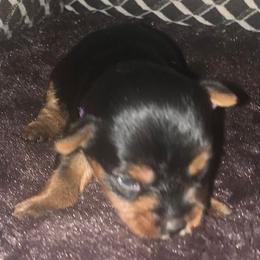 Yorkshire Terriers from Small Pawz Yorkies