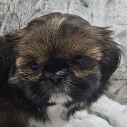 Sage - Red female Shih Tzu puppy in Maize, Kansas from Air Capital Shih Tzu Puppies