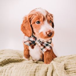 Blue Boy - Apricot male Goldendoodle puppy in Mckinney, Texas from Doodles of North Tx