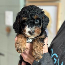 Oopsie - Phantom female Goldendoodle puppy in Wharton, Texas from Little Fur Friends