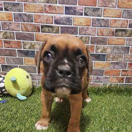 Miss Daisy - Fawn female Boxer puppy in Prairieville, Louisiana from Puppy Patch